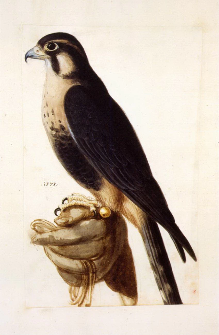 Studio di rapace - Österreichische Nationalbibliothek, Vienna